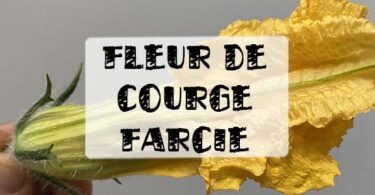 recette fleurs de courges farcies