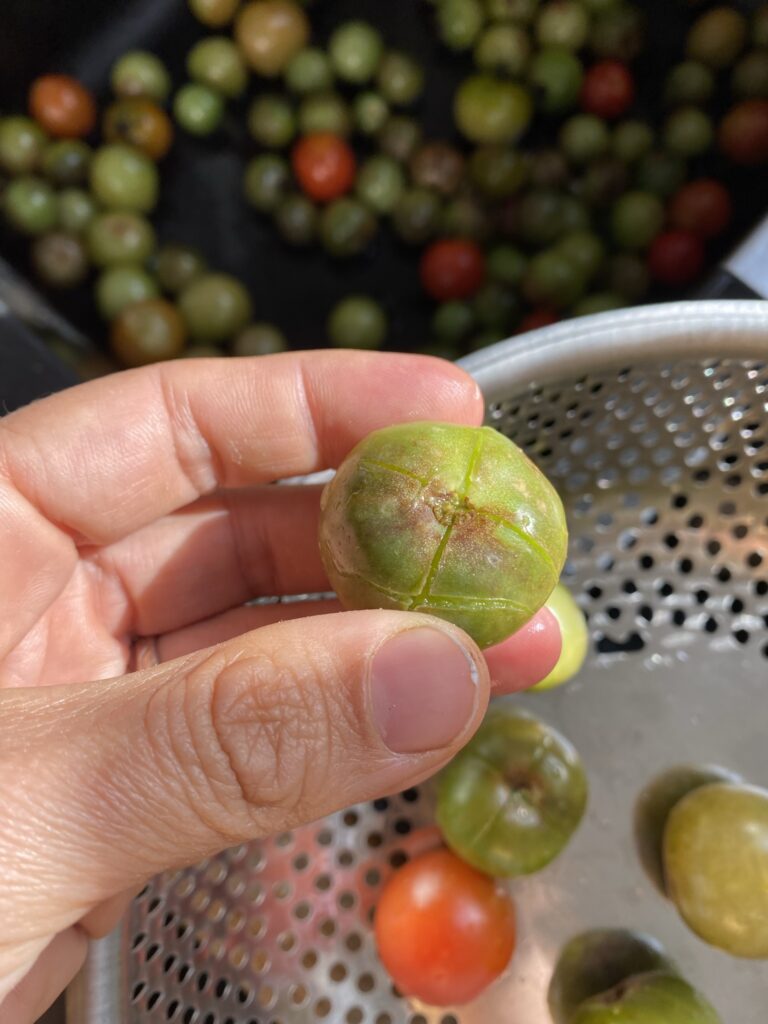 Que faire des tomates vertes ? De la confiture pardi ! 2 que faire de ses tomates vertes