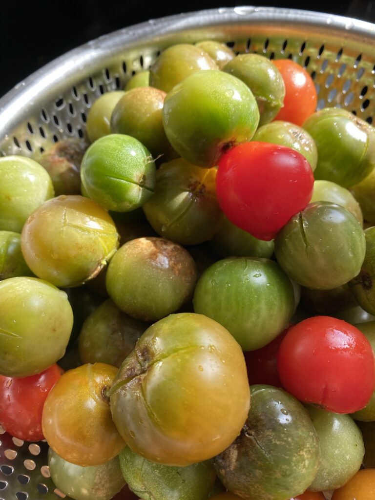 Que faire des tomates vertes ? De la confiture pardi ! 1 IMG 7087