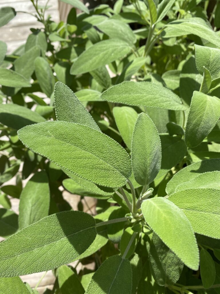 La sauge blanche amérindienne: un rite de protection et de purification