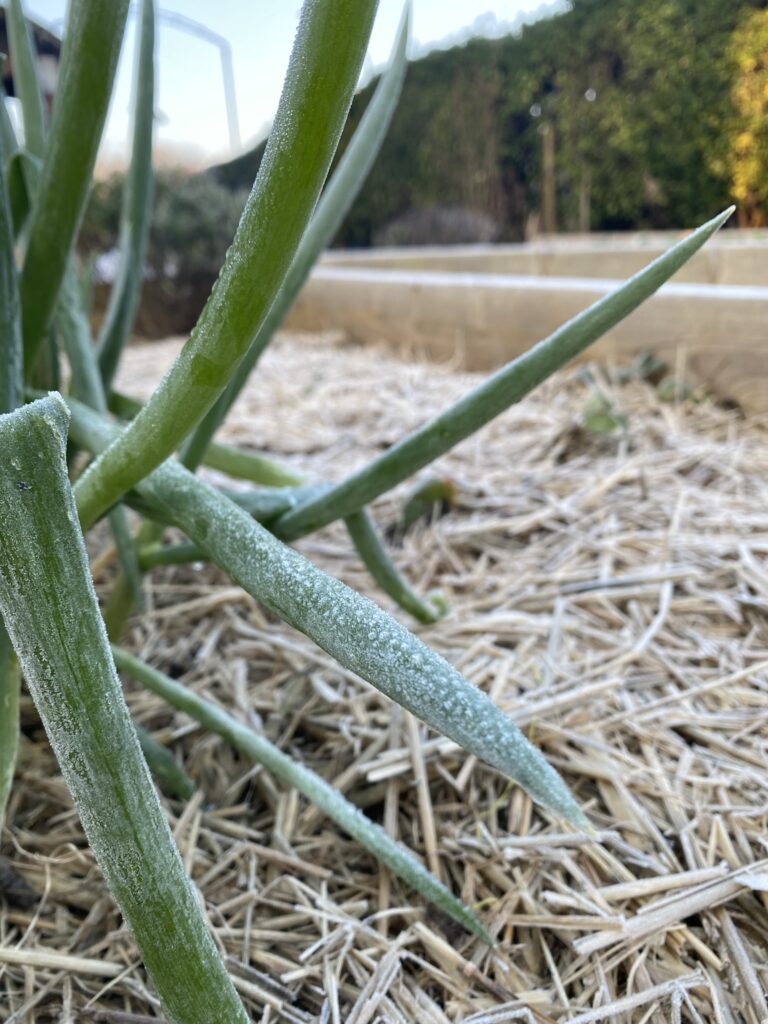 Comment j'ai préparé mon potager pour l'hiver 8 IMG 0968