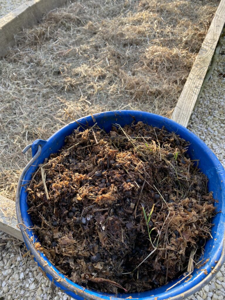 Comment j'ai préparé mon potager pour l'hiver 3 IMG 9525