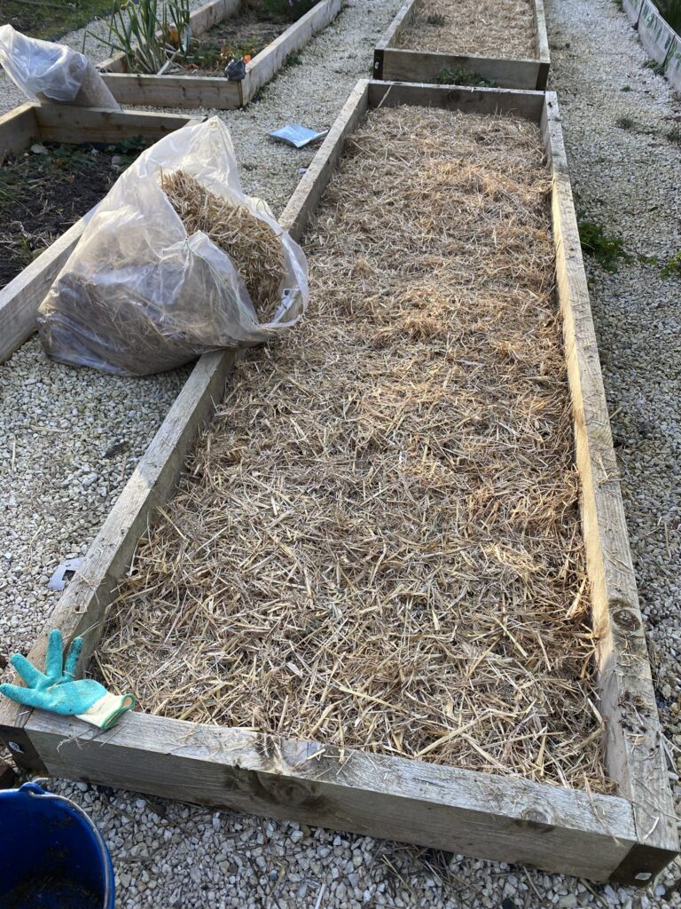 Comment j'ai préparé mon potager pour l'hiver 5 IMG 9527