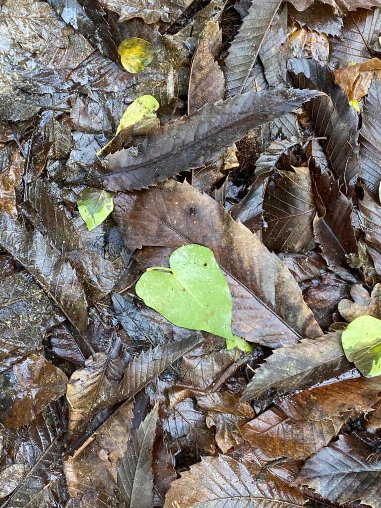 feuille en coeur