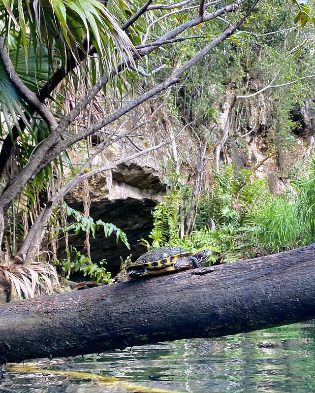 Cénote au Mexique, petite tortue sur une branche