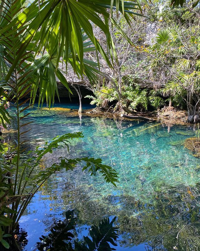 Photo d'une cénote magnifique à l'eau bleu transparente avec de la végétations autour