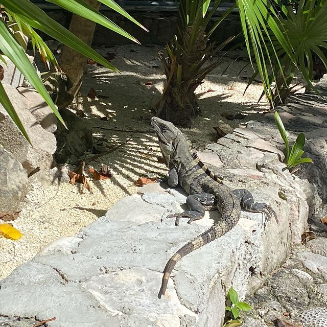 Photo d'un iguane sur des cailloux avec des palmier à coté