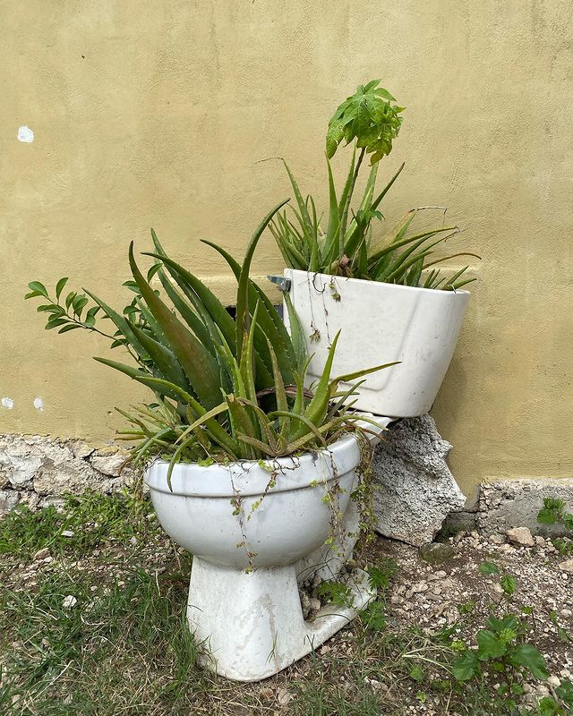 Toilettes abandonnée, plantes qui poussent, sortent des toilettes