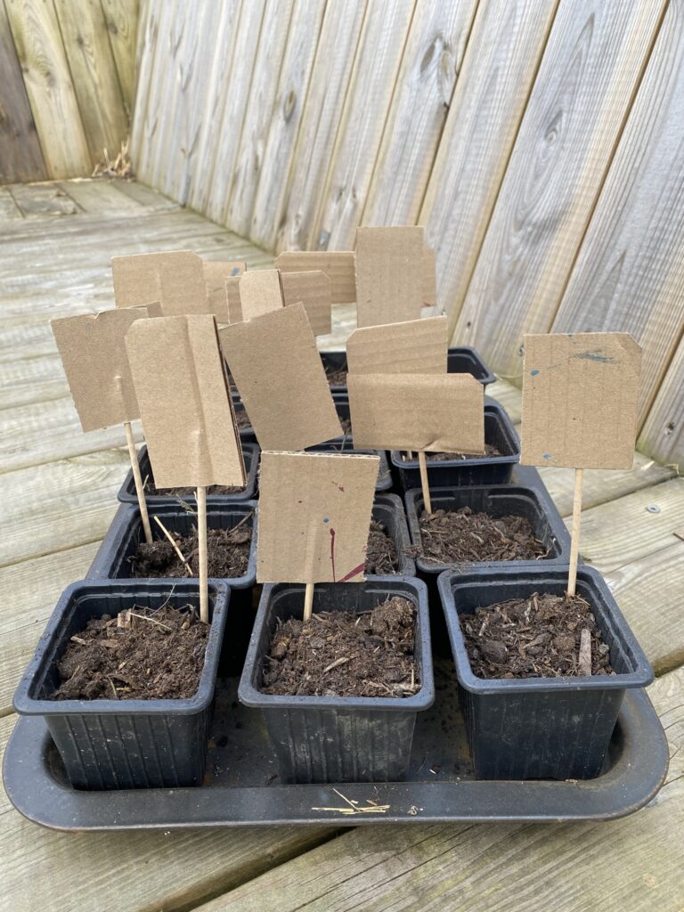 Je retente les semis pour mon potager 3 IMG 3326