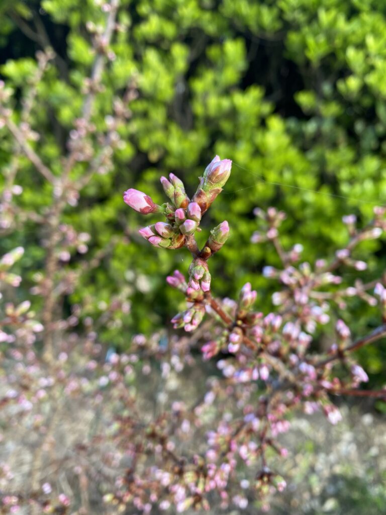 bourgeon fleur de cerisier