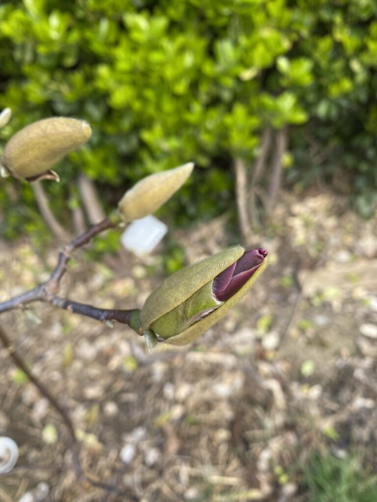 Je retente les semis pour mon potager 9 IMG 3364