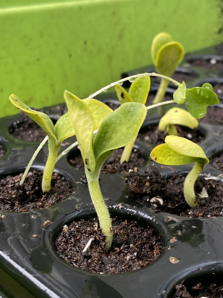 semis de courge, jeune pousse