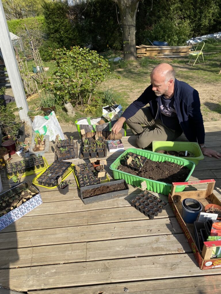 rempotage des semis pour le potager