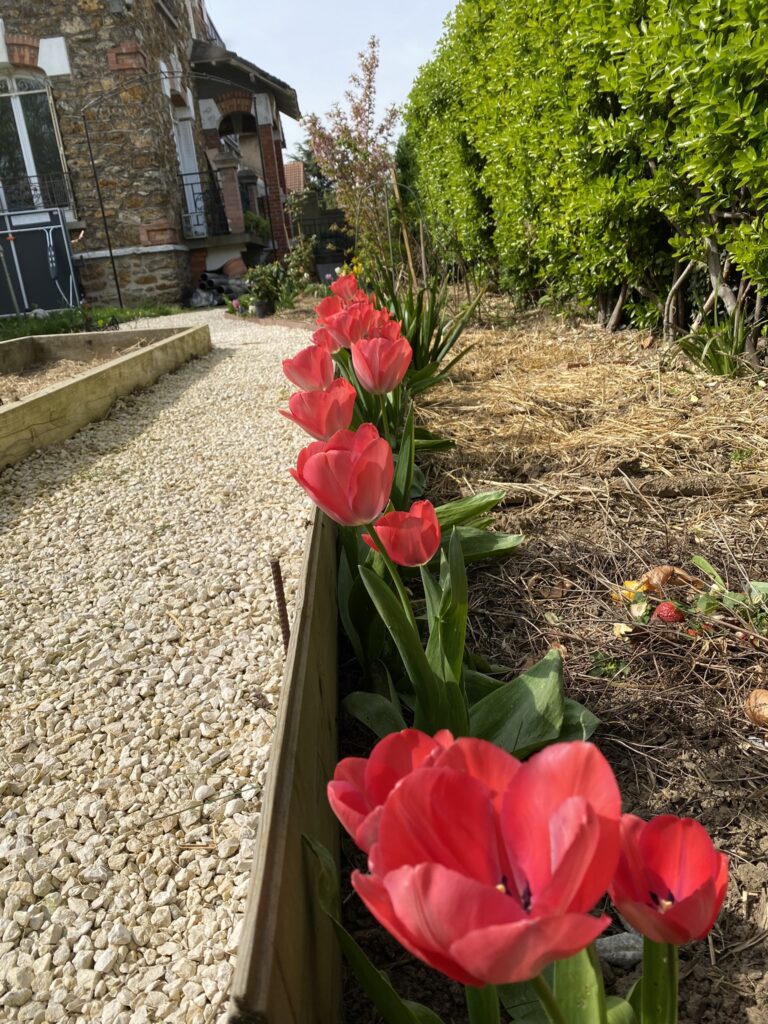 tulipe au potager