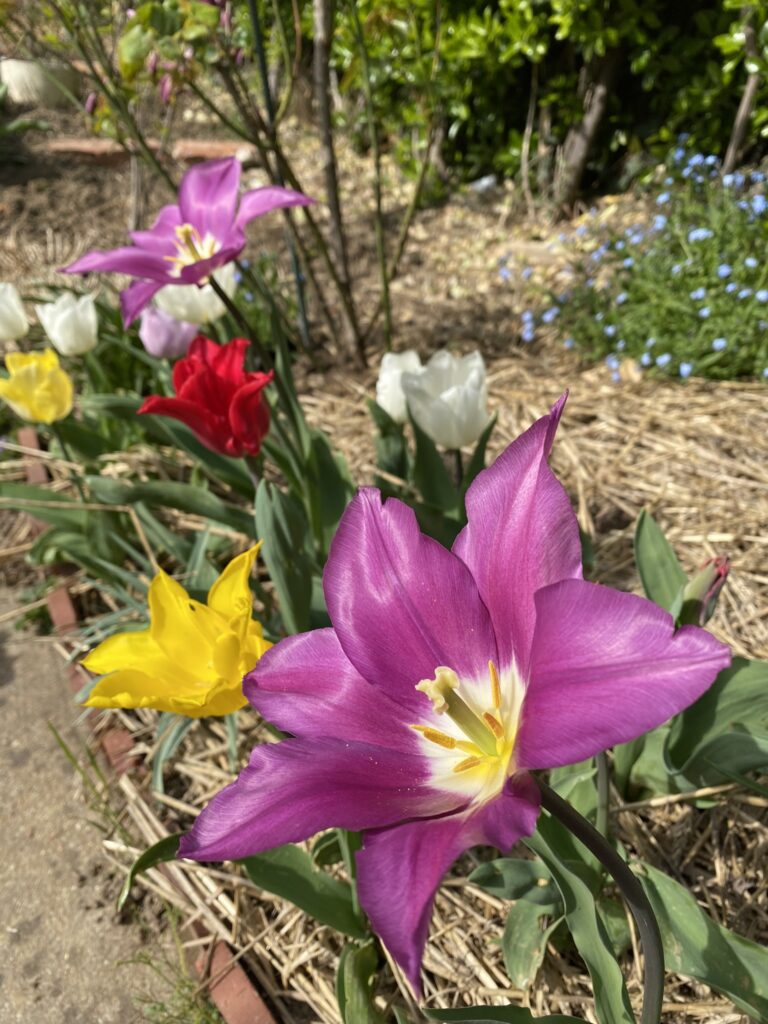 tulipe au potager