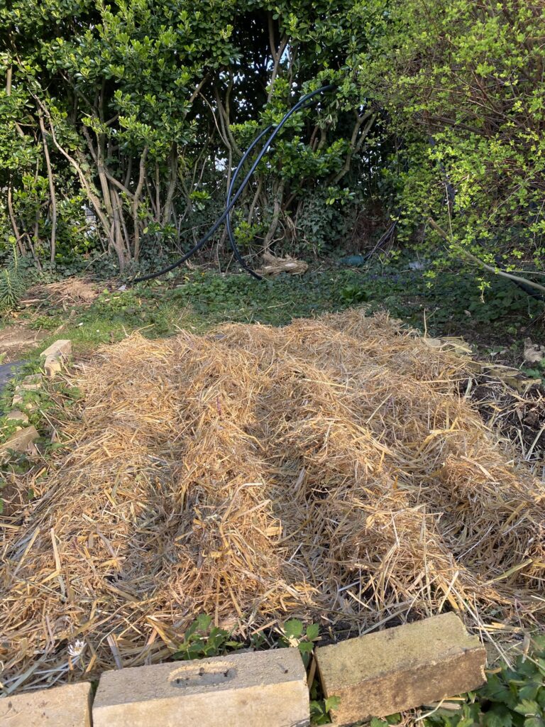 Je retente les semis pour mon potager 7 culture de pomme de terre