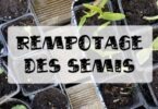 rempotage des semis