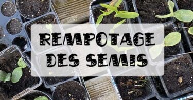 rempotage des semis