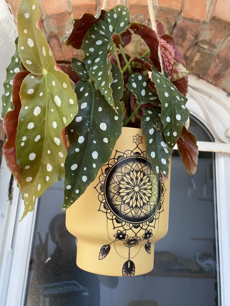Je tatoue mes pots de plantes (et j'aime ça) 1 IMG 7527
