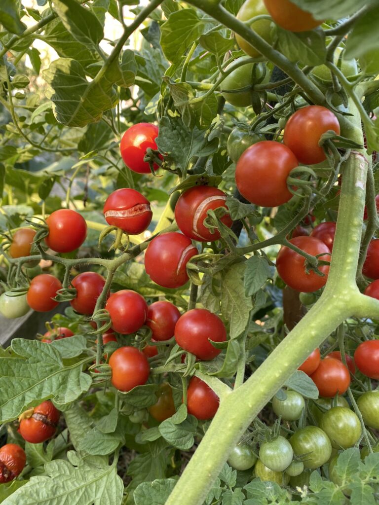 tomate cerise du jardin