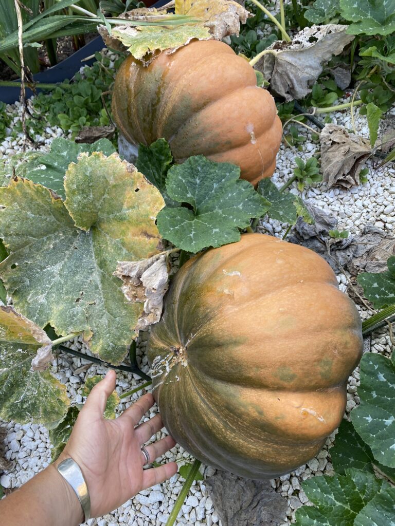 potager en septembre : citrouille