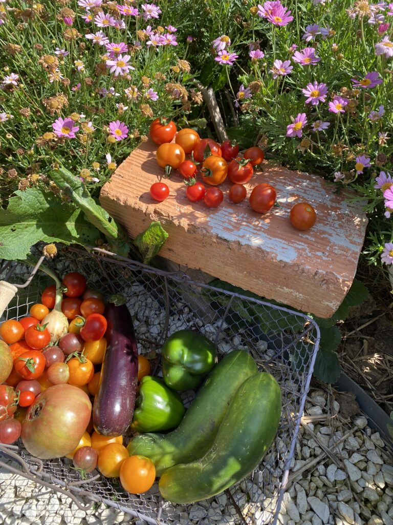 récolte du potager en septembre : citrouille, tomates, courgettes, concombre, artichaut, framboise, poivron, aubergine, concombre, potiron... 