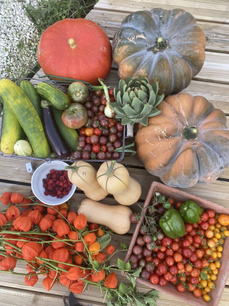 récolte du potager en septembre : citrouille, tomates, courgettes, concombre, artichaut, framboise, poivron, aubergine, concombre, potiron... 