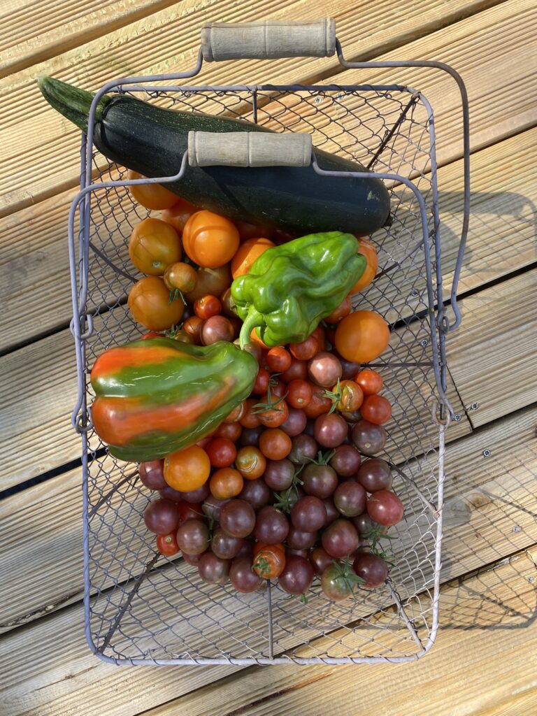 panier de ma récolte au potager en septembre