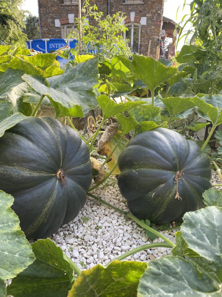 potager en septembre : citrouille