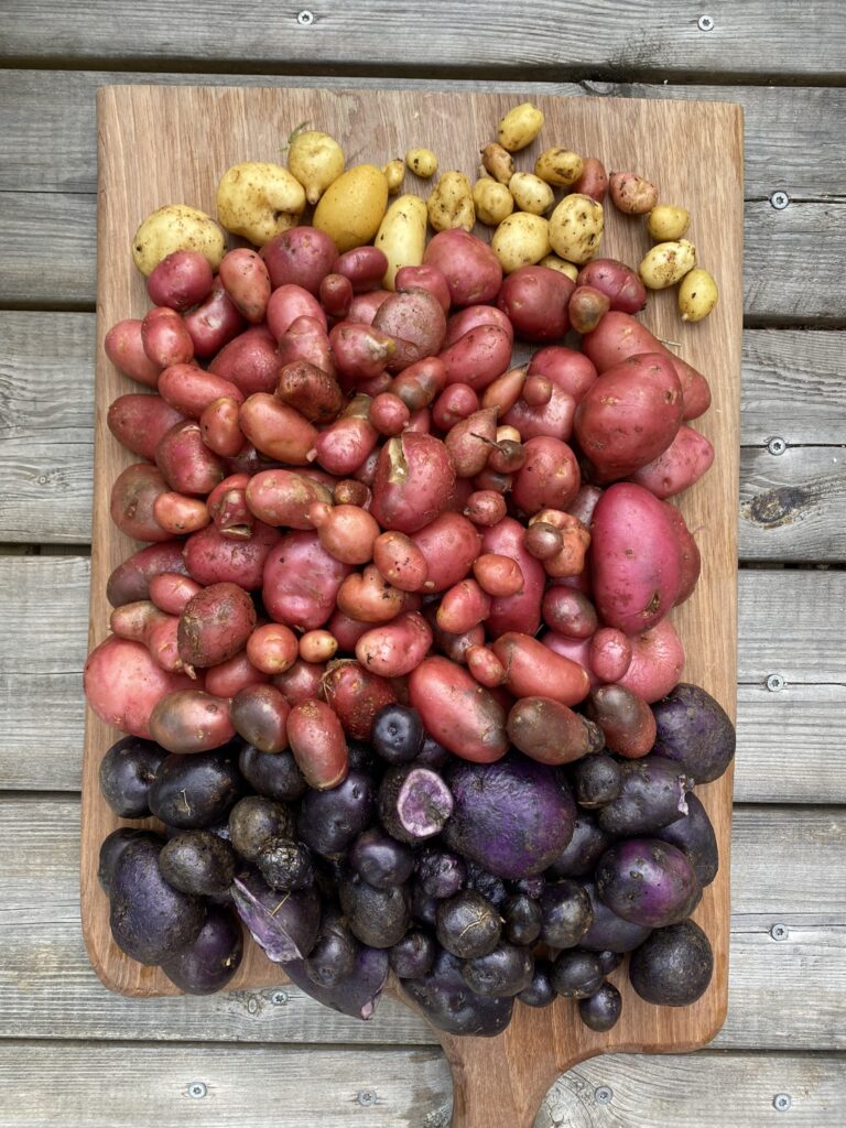 pomme de terre du jardin 