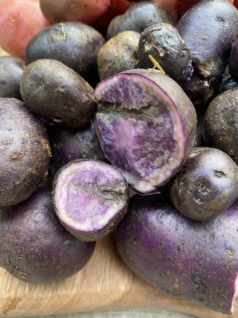 pomme de terre violette potager