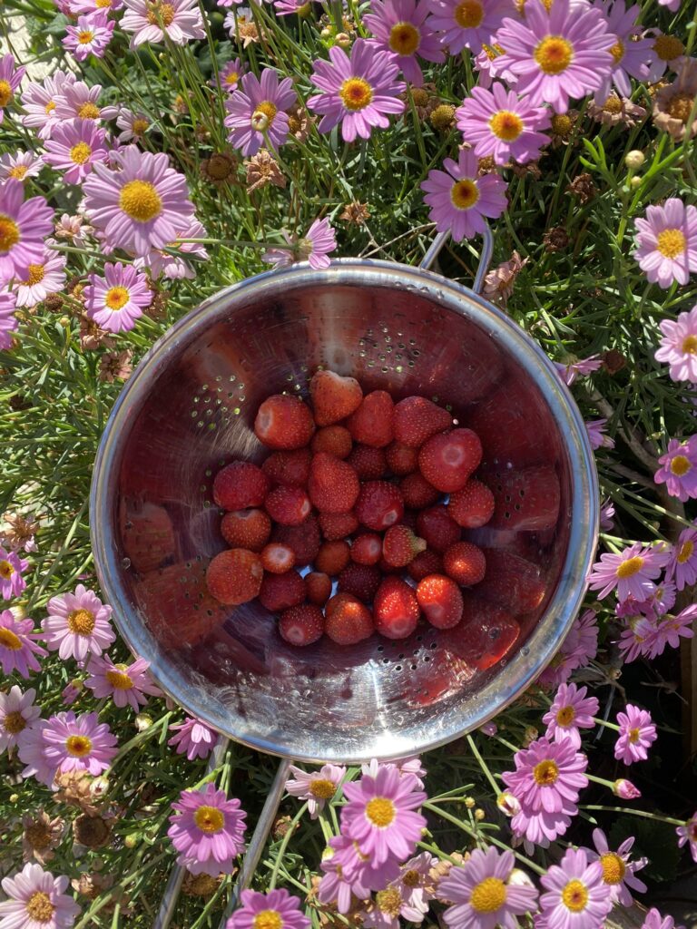 fraise du jardin