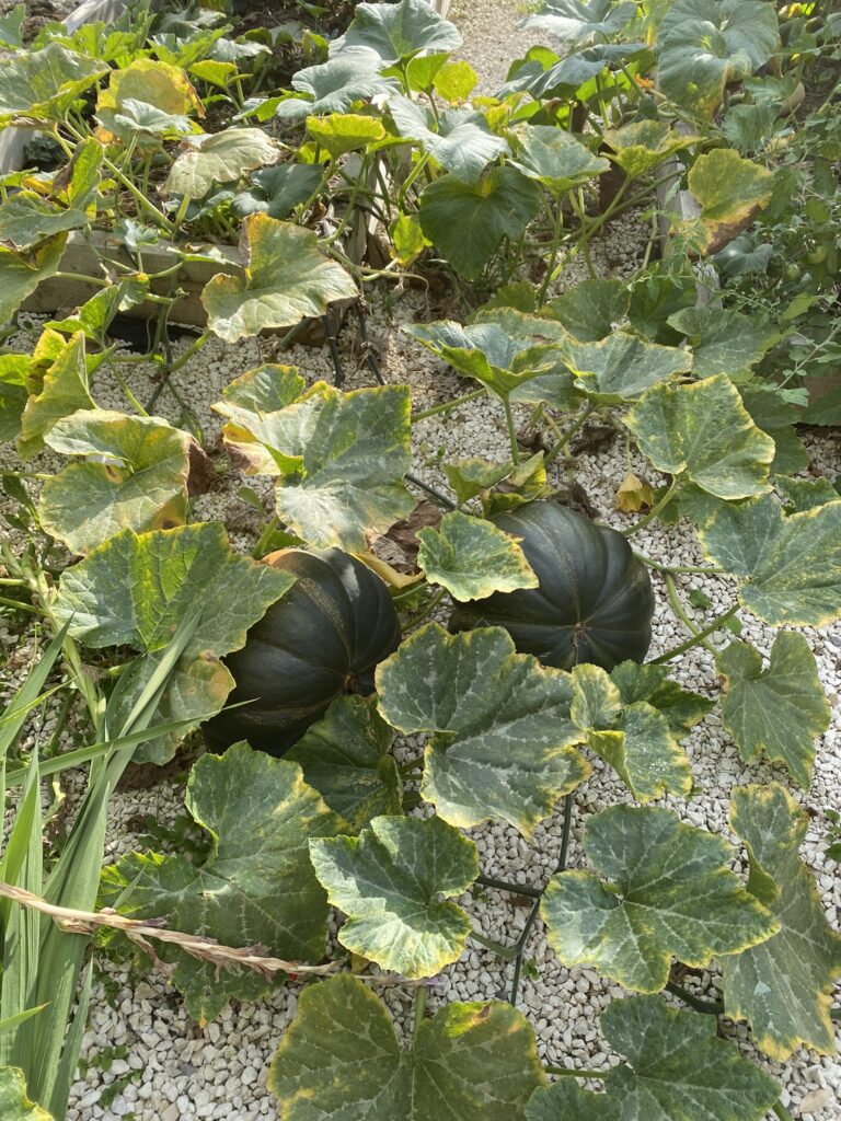 potager en septembre : citrouille