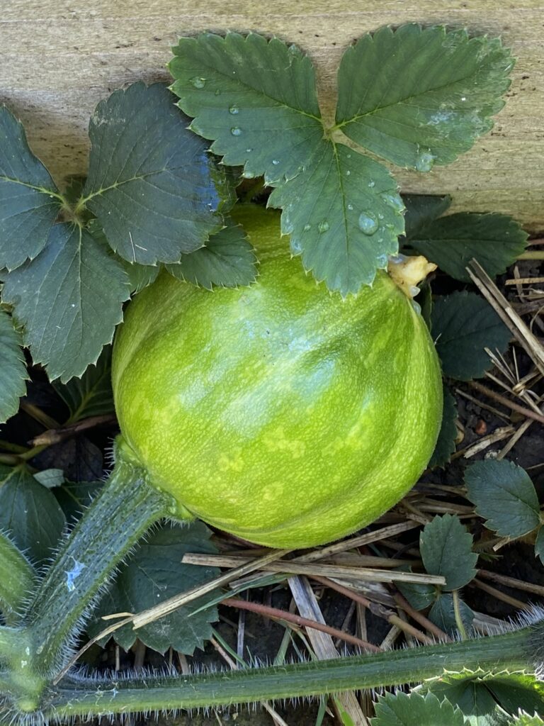 bébé citrouille