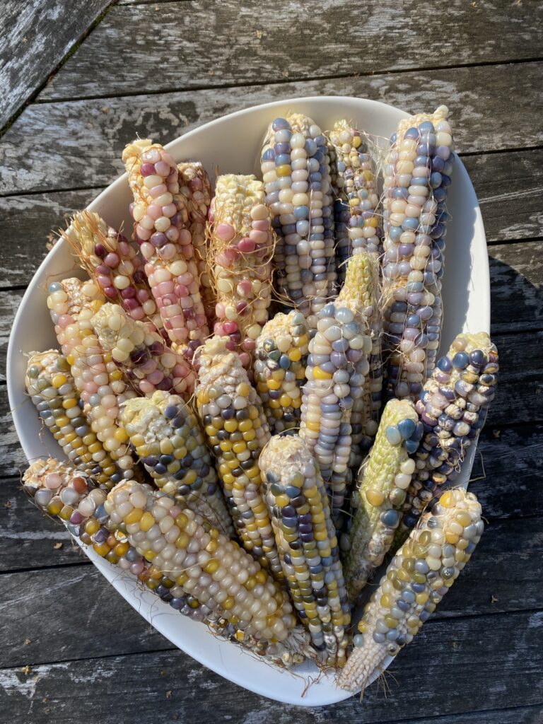 histoire du Mais arc-en-ciel à pop corn multicolore