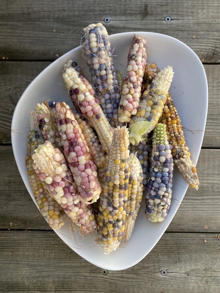 Connaissez-vous les épis de Maïs multicolores ? 1 histoire du Mais arc-en-ciel à pop corn multicolore