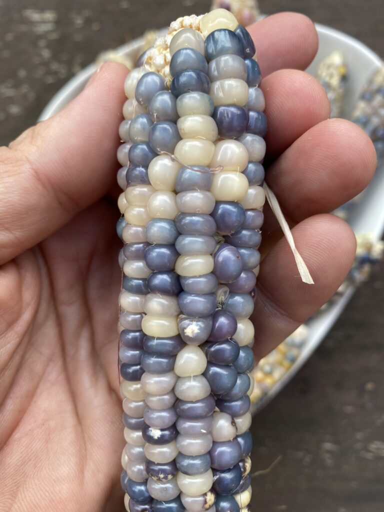 Connaissez-vous les épis de Maïs multicolores ? 2 Maïs arc-en-ciel de couleur bleue