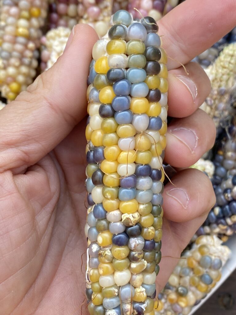 Connaissez-vous les épis de Maïs multicolores ? 3 histoire du Mais arc-en-ciel à pop corn multicolore