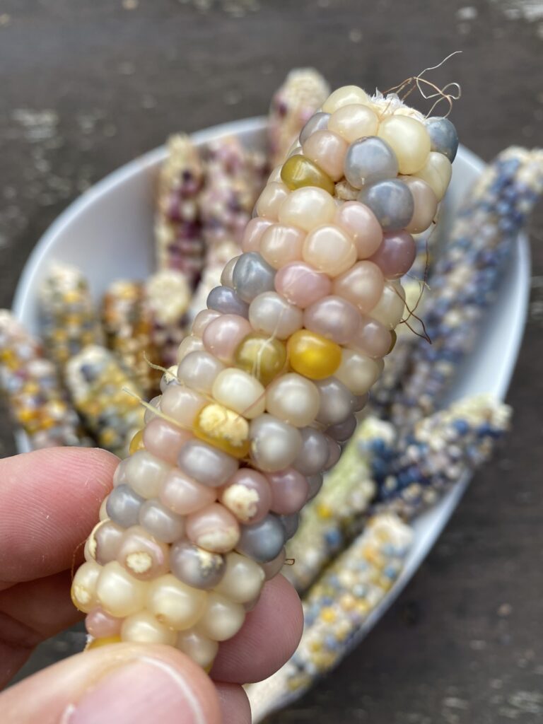 Connaissez-vous les épis de Maïs multicolores ? 4 epis maIs arc en ciel nacre