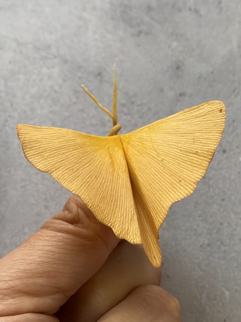 Papillon ginkgo : fabriquer un papillon à partir de feuille de ginkgo