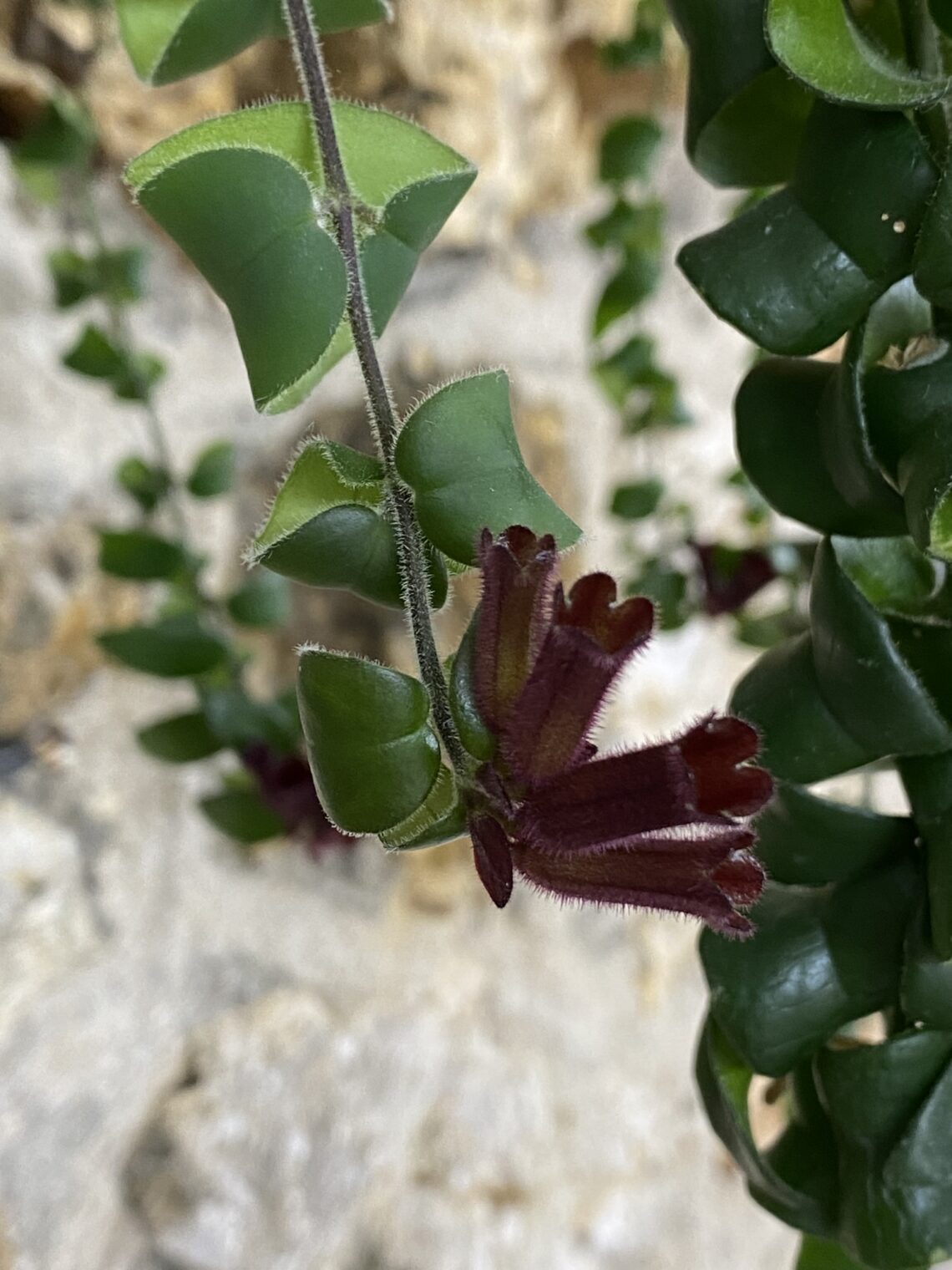 Plante Aeschynanthus Marmoratus (plante Rouge à Lèvres) – Plante Suspendue Purificatrice D’air, Non Toxique Pour Animaux – Pot 17 Cm, Hauteur 30-40 Cm
