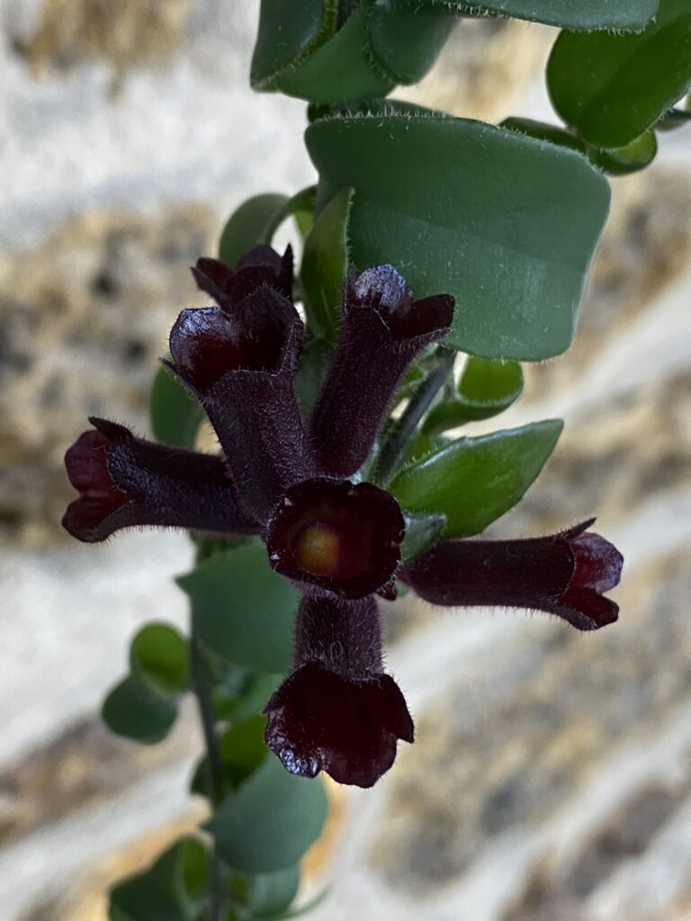 conseils aeschynanthus plante rouge à lèvres