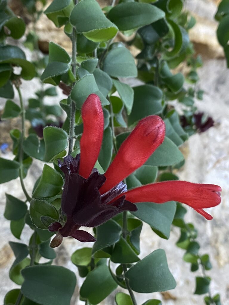 conseils aeschynanthus plante rouge à lèvres