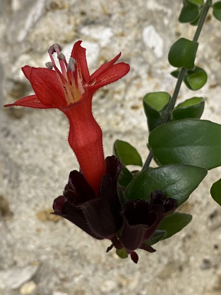 conseils aeschynanthus plante rouge à lèvres