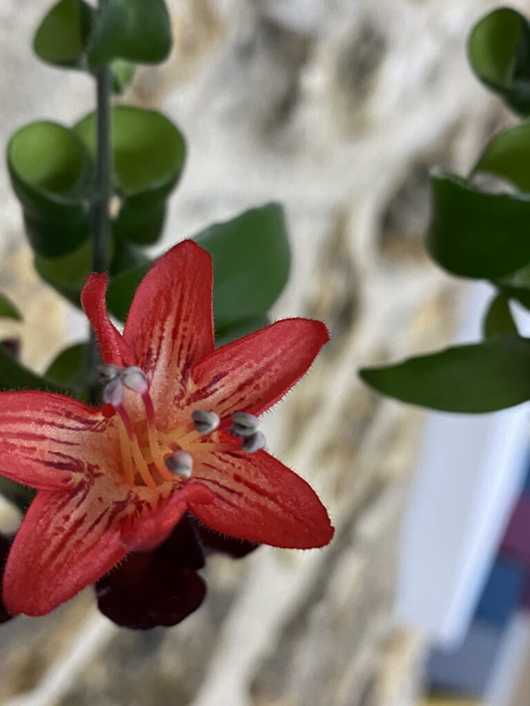 Connaissez-vous la plante rouge à lèvres ? 8 IMG 5566
