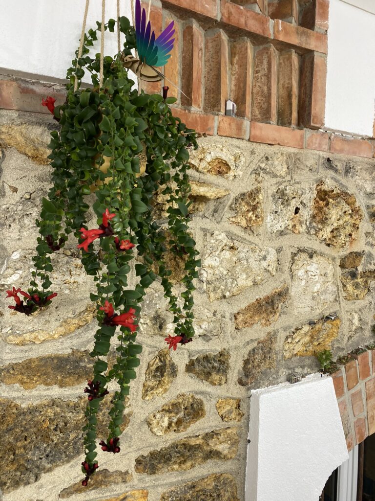 Connaissez-vous la plante rouge à lèvres ? 1 conseils aeschynanthus plante rouge à lèvres