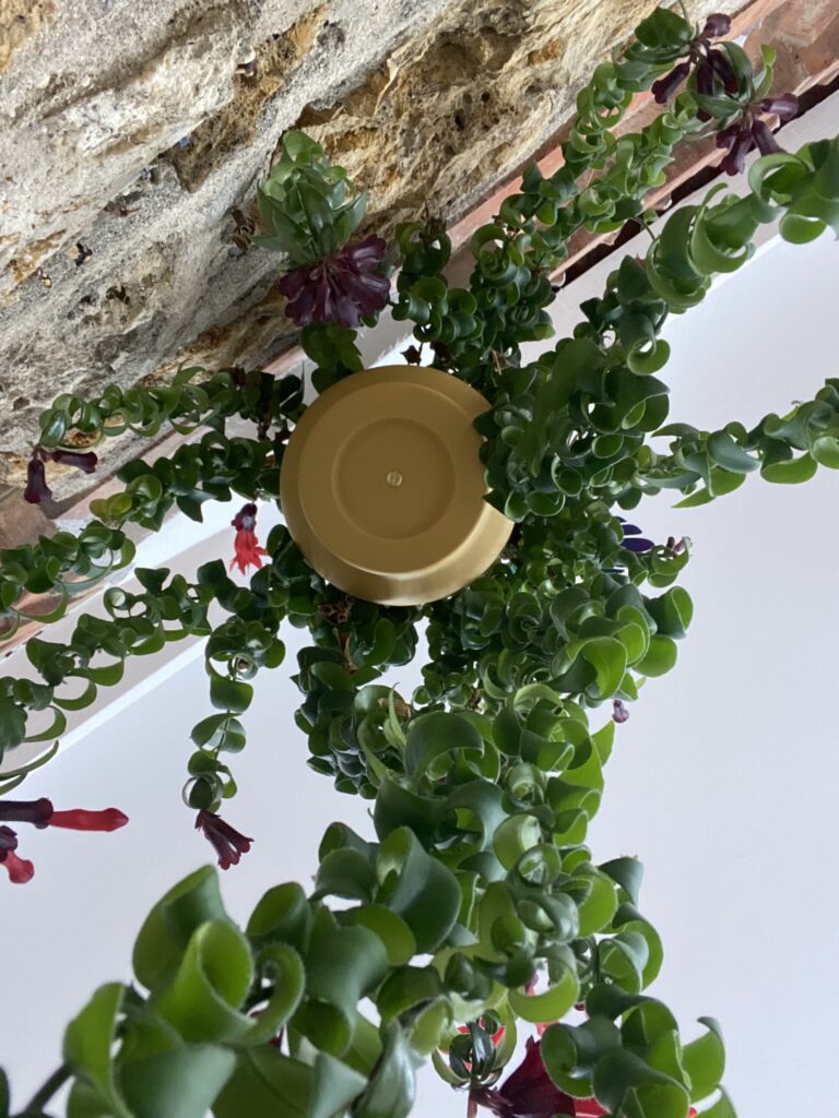 Connaissez-vous la plante rouge à lèvres ? 2 aeschynanthus