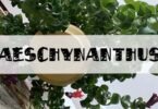 conseils aeschynanthus plante rouge à lèvres