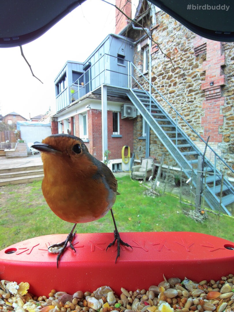 Mangeoire Oiseaux avec Caméra Intelligente, Lollyes HD 1080P