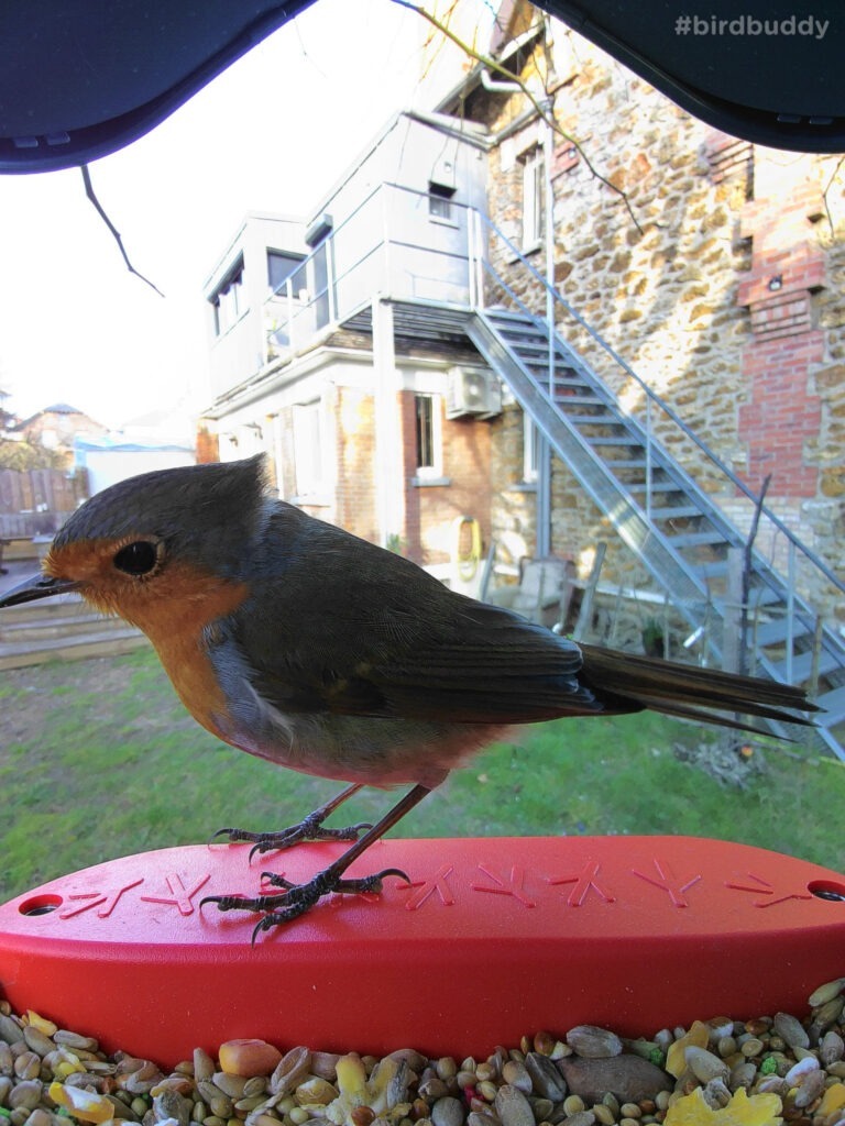 mangeoire connectée my bird buddy